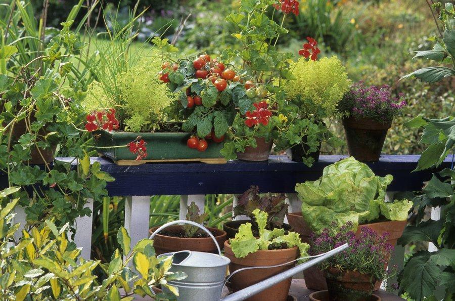 Choix des plantes pour le jardinage en contenants