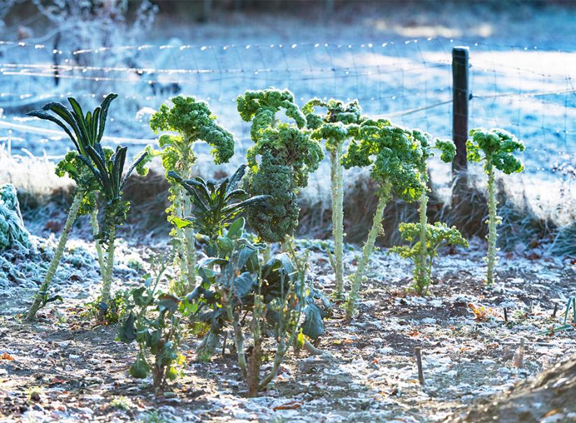 Voile d'hivernage : comment protéger sa récolte ?
