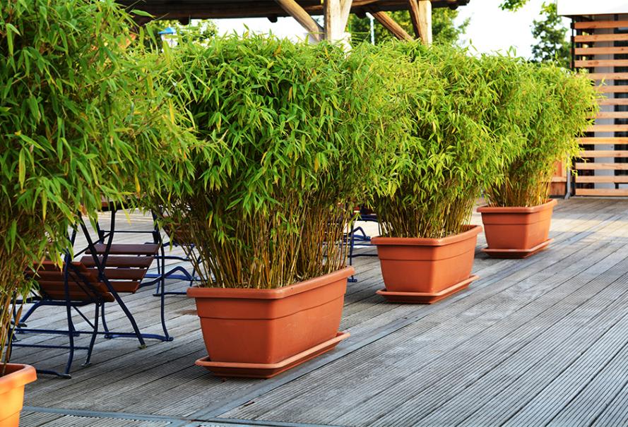 Quelles plantes brise-vue pour votre balcon ou votre terrasse