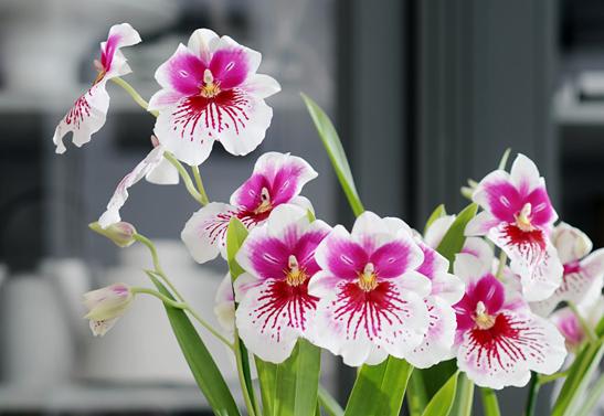 Entretien des orchidées - Gamm vert
